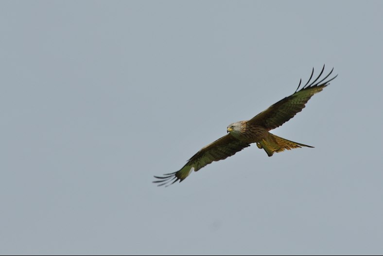 Kite hovering